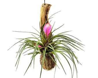 Grapewood Mounted Pink Quill Plant In Moss (Tillandsia cyanea) CWSH423A