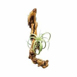 Tillandsia intermedia x T. streptophylla - One &#39;Curly Slim&#39; Air Plant Mounted To Hanging Wood Piece BR1WH223A