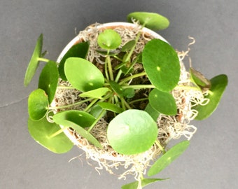 Chinese Money Plant (Pilea peperomioides) 4in 6in