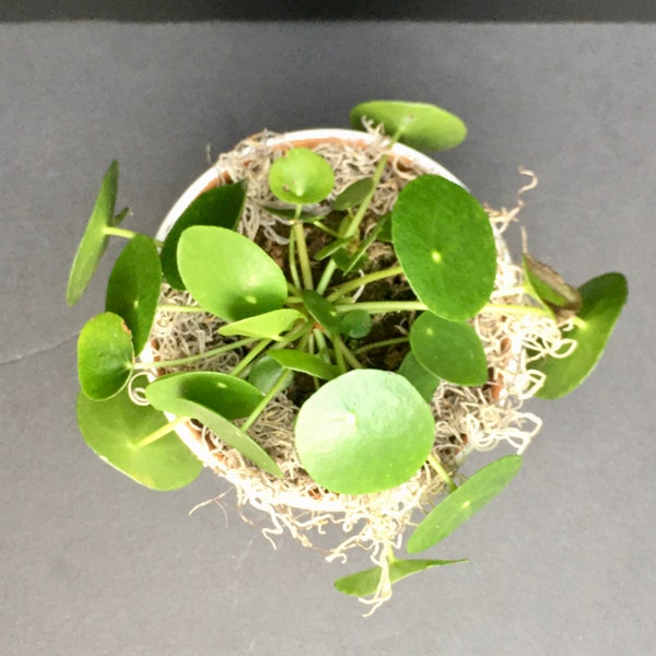 Chinese Money Plant (Pilea peperomioides) 4in 6in