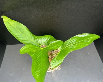 Anthurium argyrostachyum &#39;Yasuni&#39; 4&quot; - Live Plant