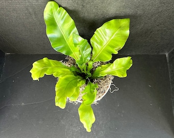 Fern Plant, Austral Gem Bird's Nest Fern Plant in a 4" Pot, Asplenium Bird's  Nest Fern Live Fern Plant | 2 Plants Required per Order | - Etsy