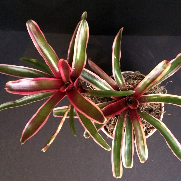 Bromeliad Star Mini w/ Pups 'Donger' (Neoregelia) 4in 6in