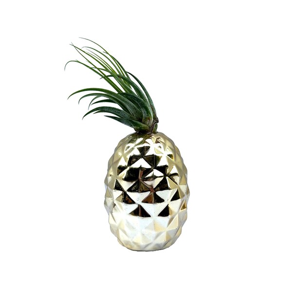 Pineapple Looking Air Plant Home Decor (Tillandsia kolbii) D