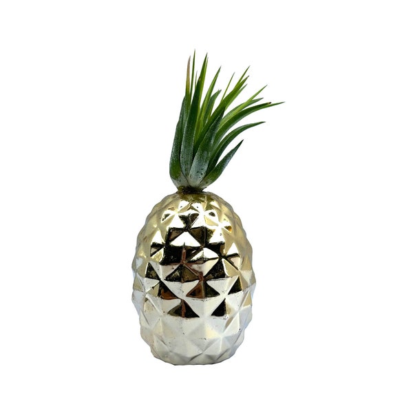 Pineapple Looking Air Plant Home Decor (Tillandsia kolbii) A