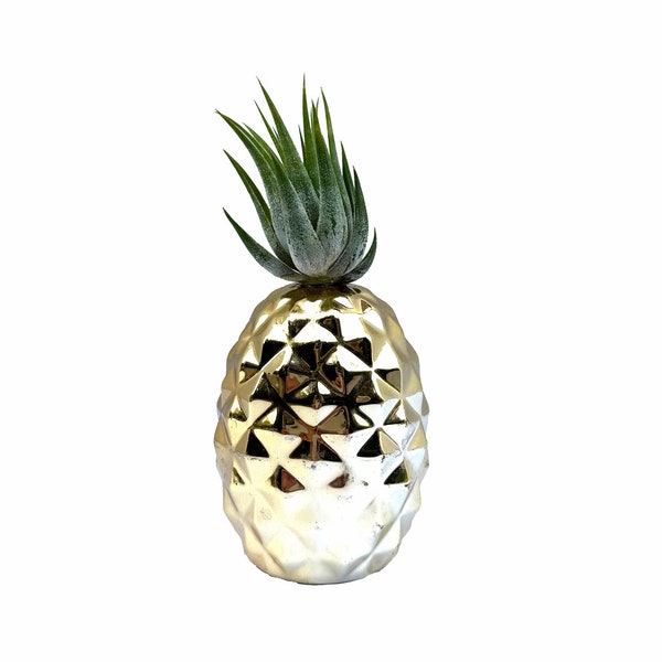 Pineapple Looking Air Plant Home Decor (Tillandsia kolbii) C