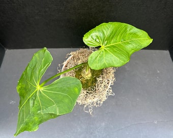 Anthurium marmoratum 2 4&quot; - Live Plant
