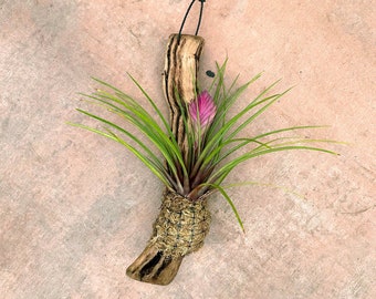 Tillandsia cyanea - Multiple Sizes of Wood Mounted Pink Quill (Tillandsia var.)