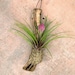 see more listings in the Bromeliads section