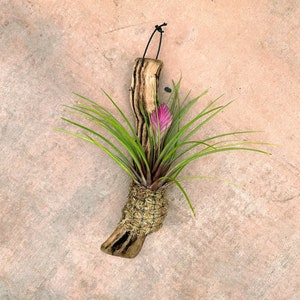 Tillandsia cyanea Multiple Sizes of Wood Mounted Pink Quill Tillandsia var. Single