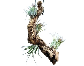 Four Air Plants Mounted To Hanging Wood Piece (Tillandsia kolbii) BR4WH323A