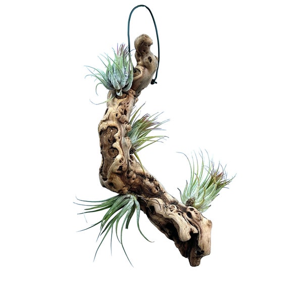 Four Air Plants Mounted To Hanging Wood Piece (Tillandsia kolbii) BR4WH323A