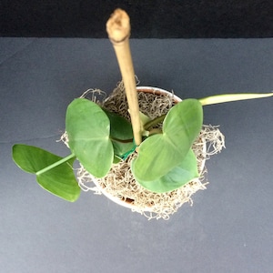 Philodendron &#39;Heartleaf&#39; Early Adult Leaves (Philodendron hederaceum) 4in 6in Cuttings