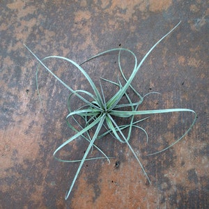 Tillandsia exserta - Stunning and Unusual Bareroot Air Plant