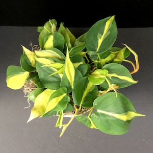 Philodendron &#39;Brasil&#39; (Philodendron hederaceum) 4in 6in