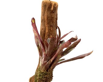 Wood Mounted Mini Bromeliad Star 'Ampullacea x Marmorata' (Neoregelia - mini) NEOSH1121D