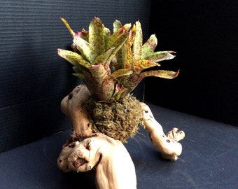 Mini Bromeliad Mounted To Wood - Grower's Choice (Neoregelia - mini, assorted) Small, Medium