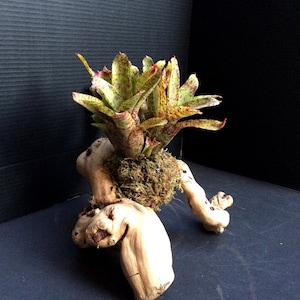 Mini Bromeliad Mounted To Wood - Grower&#39;s Choice (Neoregelia - mini, assorted) Small, Medium