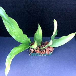 Unique and Colorful Pseudobulb Orchid (Stanhopea nigroviolacea x grandiflora X Stanhopea saccata x insignis)