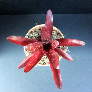 Bromeliad Star Oesser Hybrid (Neoregelia) 6 inch and 8 inch