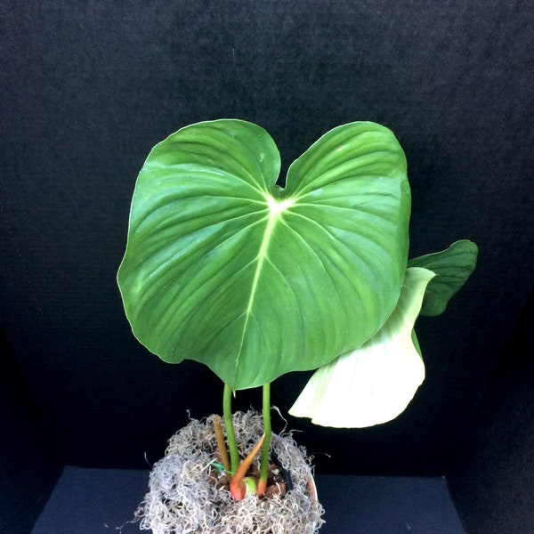 Creeping and Crawling (Philodendron pastazanum) Seedling 6in 8in