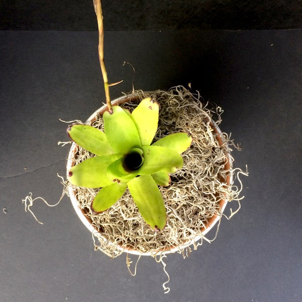Bromeliad Star Mini Hybrid (Neoregelia ampullacea x pauciflora) 4 inch and 6 inch