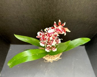 Oncidium Heaven Scent 'Redolence' Orchid (Onc. Sharry Baby x Onc. Ruffles) 3in