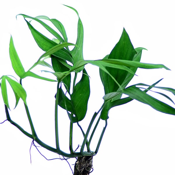 Morphing Climber (Monstera spruceana) 4in 6in **PRESALE**