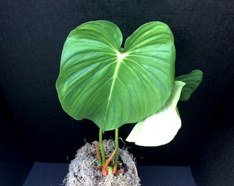 philodendron neon cordatum Philodendron cordatum ‘Neon’ (Heartleaf)