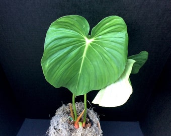 Creeping and Crawling (Philodendron pastazanum) Seedling 6in 8in