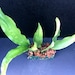 see more listings in the Orchids (New) section