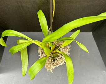 Aliceara (Beallara) Snowblind 'Sweet Spots' Orchid (Onc. Black Diamond x Alce. Tropic Splendor) 3in