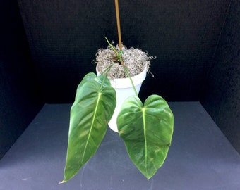 Narrow Leather-Looking-Leaf Climber (Philodendron esmeraldense) 4in 6in 8in **PRESALE**