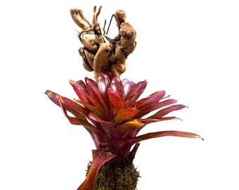 Wood Mounted Mini Bromeliad Star Love Affair (Neoregelia - mini) NEOSH425D