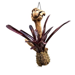 Wood Mounted Mini Bromeliad Star Tunisia (Neoregelia - mini) NEOSH425C