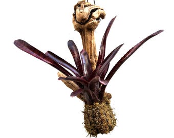 Wood Mounted Mini Bromeliad Star Tunisia (Neoregelia - mini) NEOSH425C