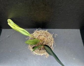 タグ付き Elaphoglossum sp. PulauYapen TK1125 Elaphoglossum sp