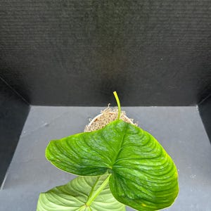 Philodendron sodiroi aff Sport Variegated 4&quot; - Live Plant