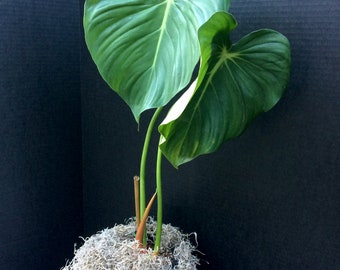 Creeping and Crawling (philodendron Pastazanum) Seedling 6in 8in - Etsy