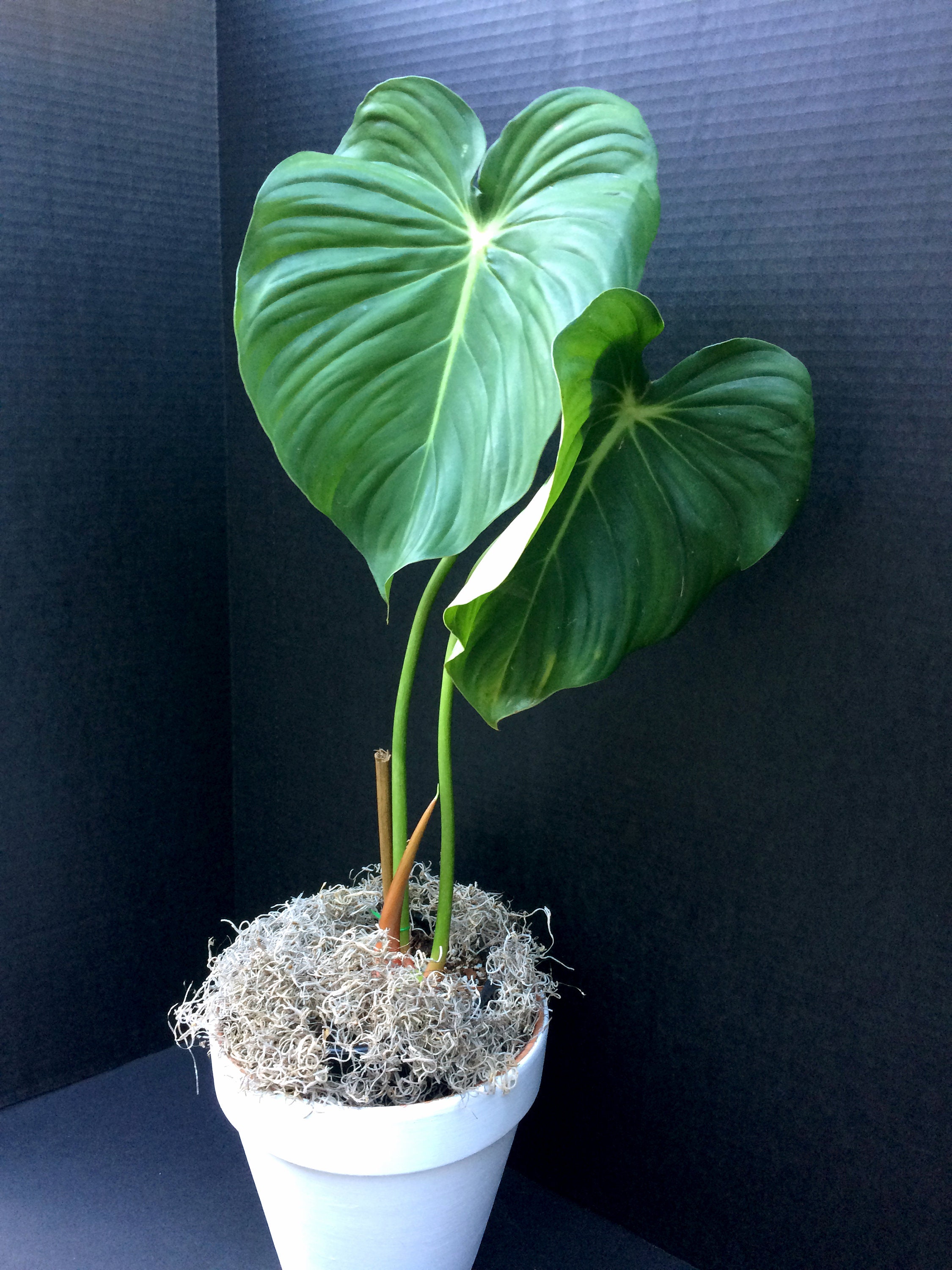 erubescens philodendron Philodendron Majesty main image 0
