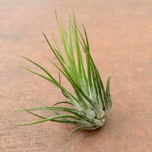 Compact and Fuzzy Air Plant Tillandsia kolbii image 3