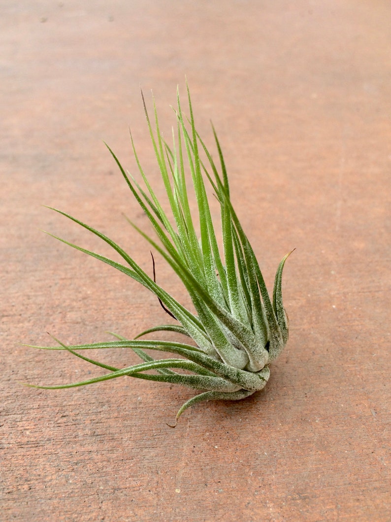 Compact and Fuzzy Air Plant Tillandsia kolbii image 3