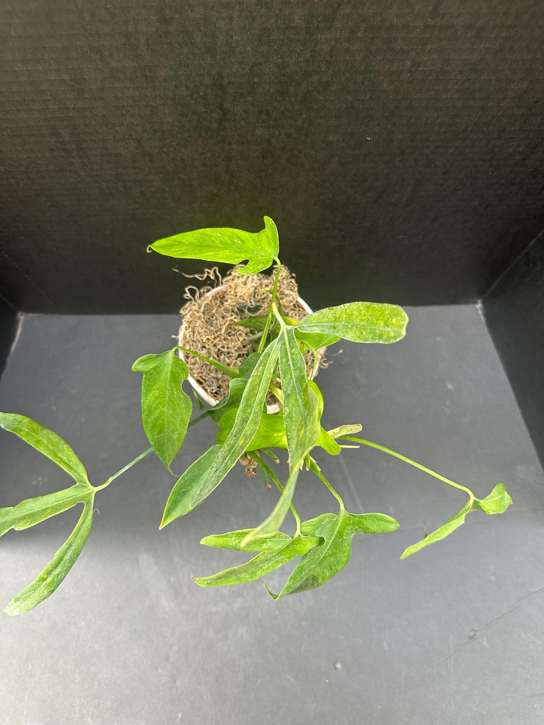 Philodendron Micranthum 4" - Live Plant - Etsy