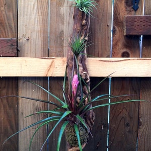 Tillandsia cyanea Multiple Sizes of Wood Mounted Pink Quill Tillandsia var. Super Combo