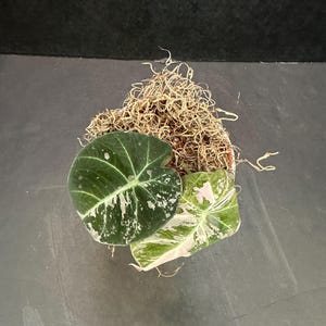 Alocasia reginula Pink Velvet (Black Velvet Pink Variegated) 4&quot; - Live Plant PRESALE