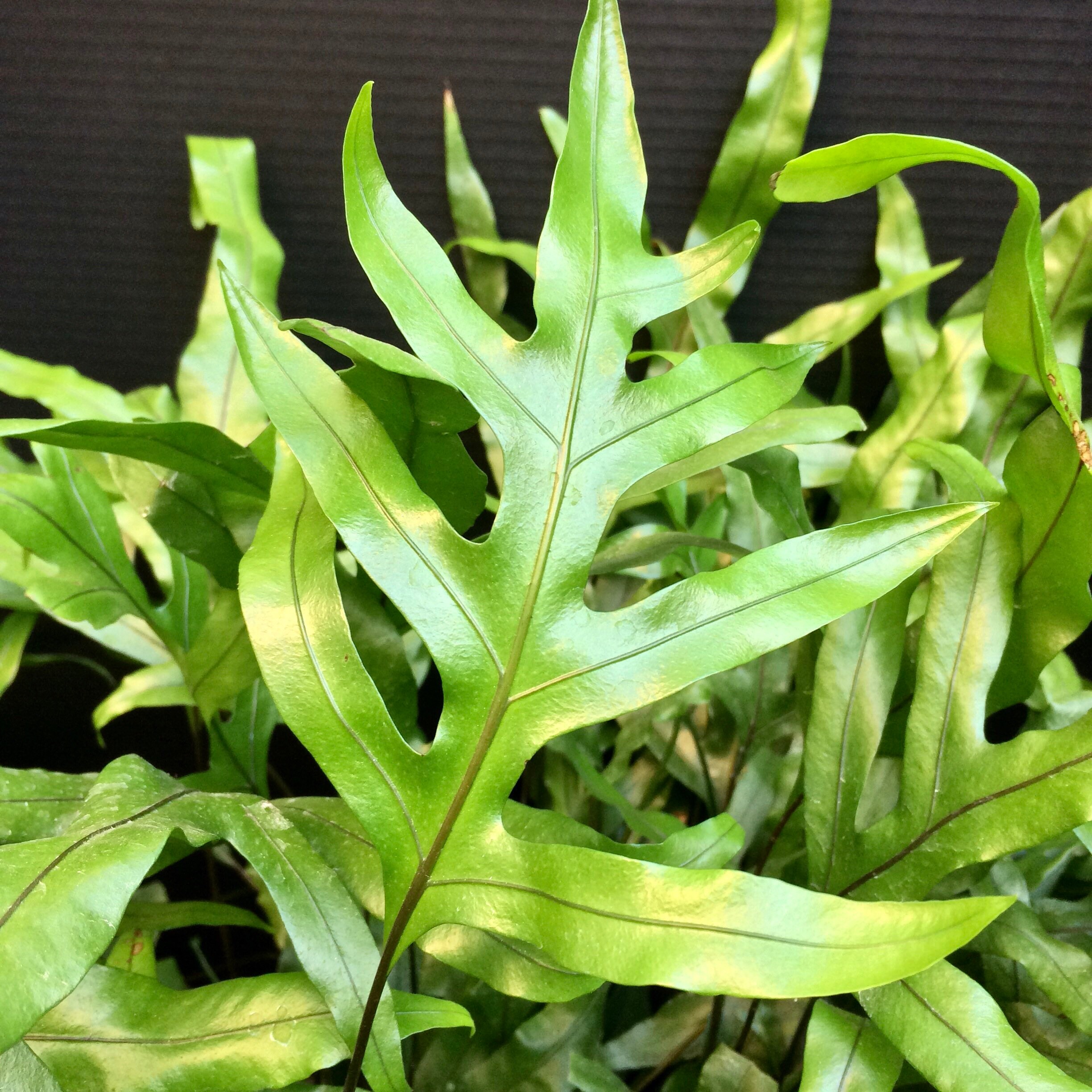 Kangaroo Paw Fern microsorum Diversifolium 6in 8in Etsy