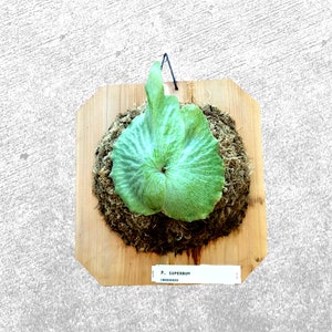 Collectors Staghorn (Platycerium superbum) Wood Mount
