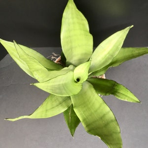 Snake Plant &#39;Moonshine&quot; (Sansevieria trifasciatat &#39;Moonshine&#39;)