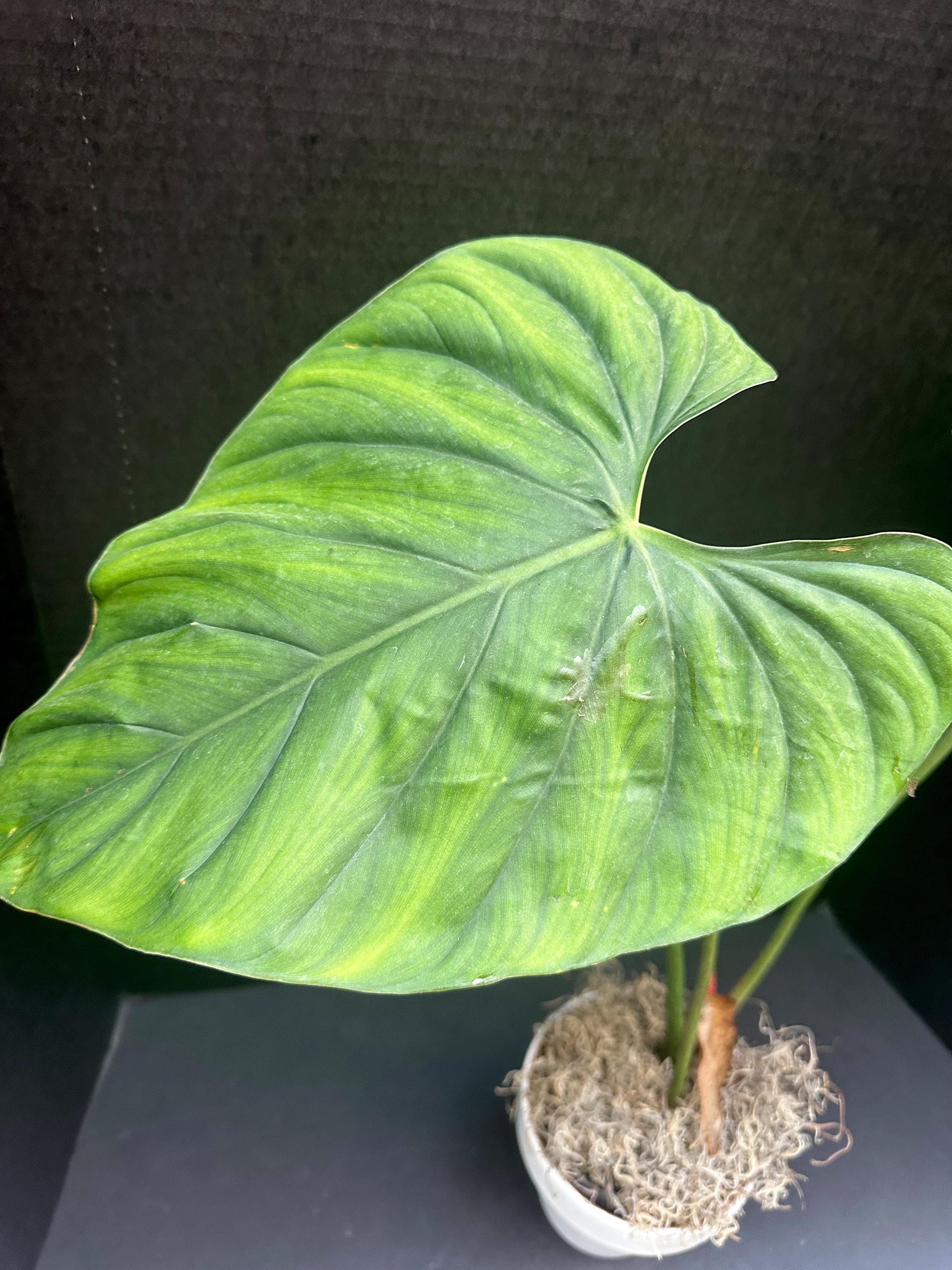 Philodendron SP Colombia (unidentified Colombian Species) 4in 6in - Etsy