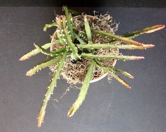 Cross-Form Cactus (Lepismium cruciforme) 4in 6in 8in